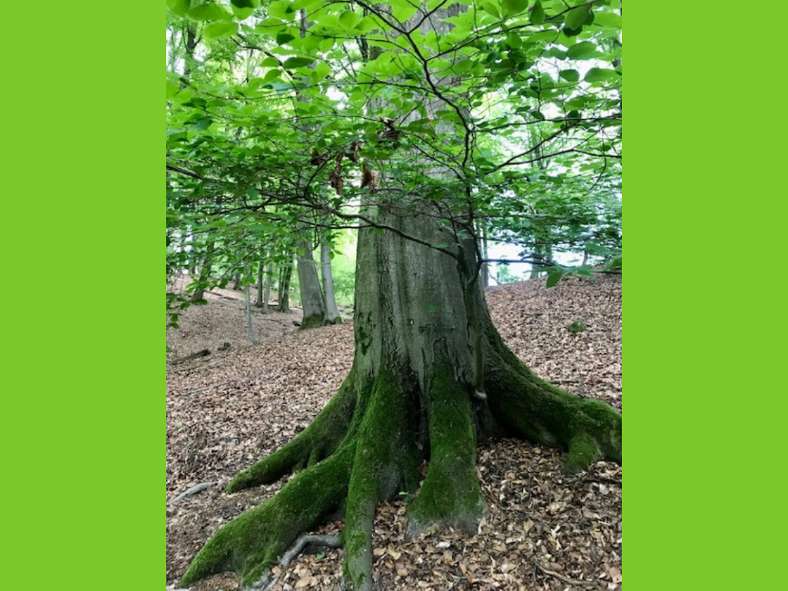 WOHLFÜHL SEMINAR ZEIT FÜR DICH